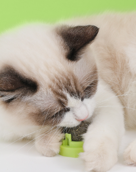 Interactive Crab Cat Mint Ball for Teeth Cleaning