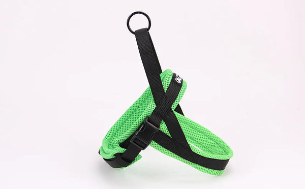 Pet Chains, Collars, and Leash - In Paw Store