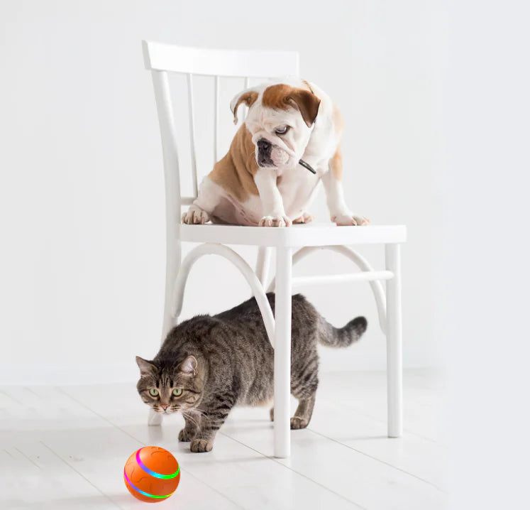 Wicked Ball Toy - In Paw Store