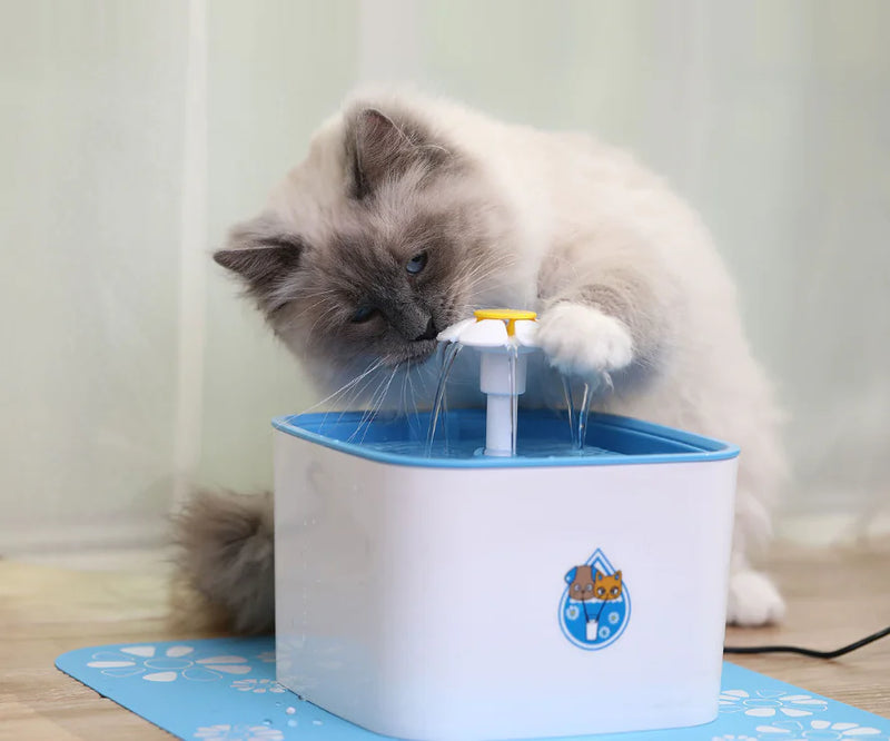 Water Fountain for Cats and Dogs - In Paw Store