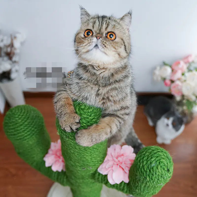 DIY Crafts and Cat Toys (10m) - In Paw Store