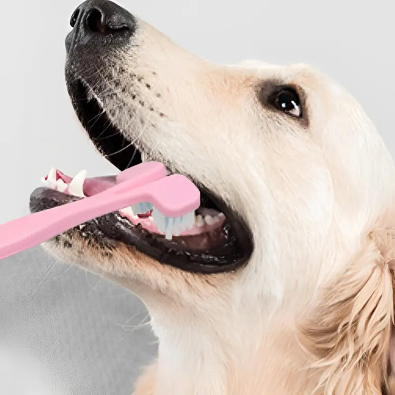 Double-Head Dog and Cat Toothbrush - Four Colors - In Paw Store