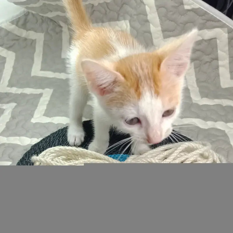 DIY Crafts and Cat Toys (10m) - In Paw Store