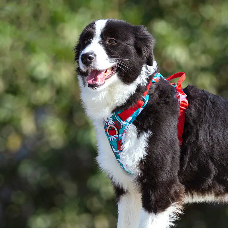 Dog Leashes and Chain Vest Straps - In Paw Store